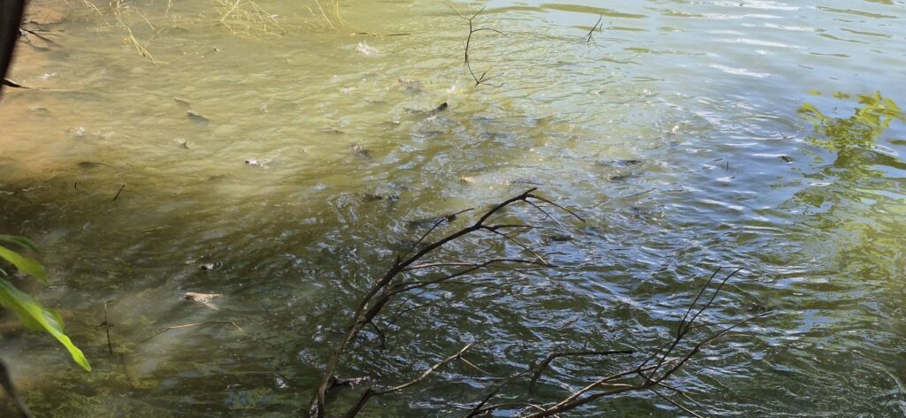 599937591_1461943615933914_5721546036137710904_n